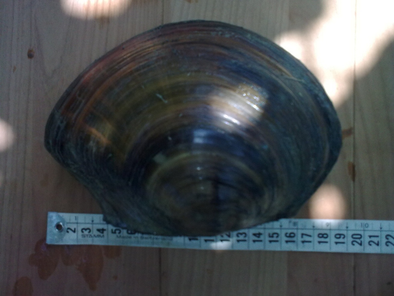 ANODONTA WOODIANA